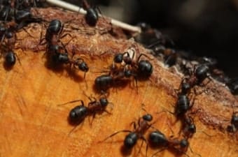 A picture of an ant colony