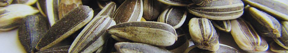 Sunflower Seeds